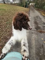 Breeze, a female Poodle - Standard  for sale in Monroe, NC – Photo 2 of 9