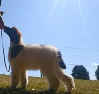 Breeze, a female Poodle - Standard  for sale in Monroe, NC – Photo 5 of 9