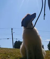 Breeze, a female Poodle - Standard  for sale in Monroe, NC – Photo 8 of 9