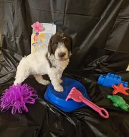 Breeze, a female Poodle - Standard  for sale in Monroe, NC – Photo 9 of 9