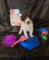 Breeze, a female Poodle - Standard  for sale in Monroe, NC – Photo 7 of 9