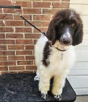 Breeze, a female Poodle - Standard  for sale in Monroe, NC – Photo 6 of 9