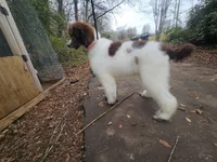 Breeze, a female Poodle - Standard  for sale in Monroe, NC – Photo 3 of 9