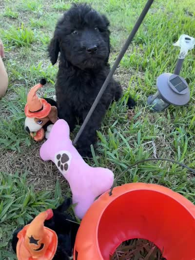Sofia , a female Golden Retriever and Poodle - Standard  for sale in Temple, TX – 2 of 2