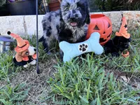 Jack , a male Golden Retriever and Poodle - Standard  for sale in Temple, TX – 2 of 2