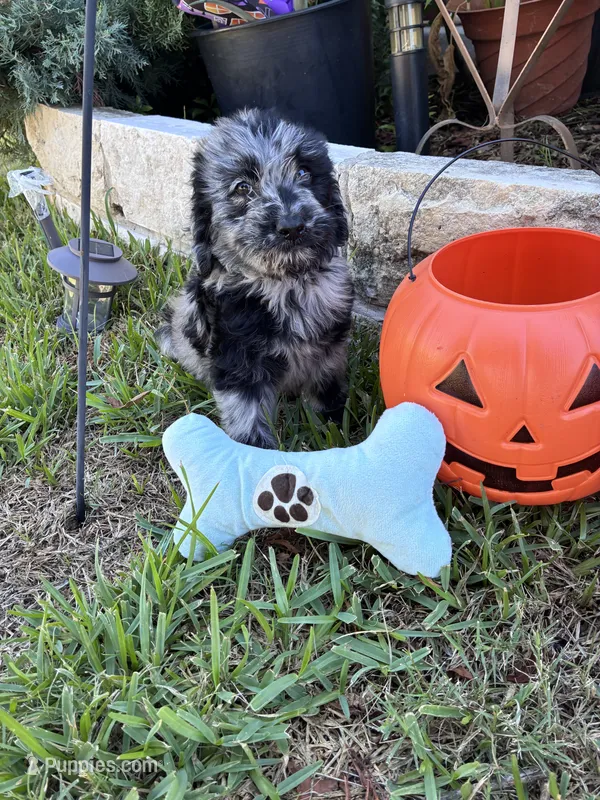 Jack  – Golden Retriever, Poodle - Standard  puppy for sale in Temple, TX