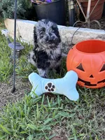 Jack , a male Golden Retriever and Poodle - Standard  for sale in Temple, TX – 1 of 2