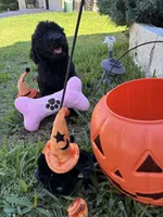 Sofia , a female Golden Retriever and Poodle - Standard  for sale in Temple, TX – 1 of 2