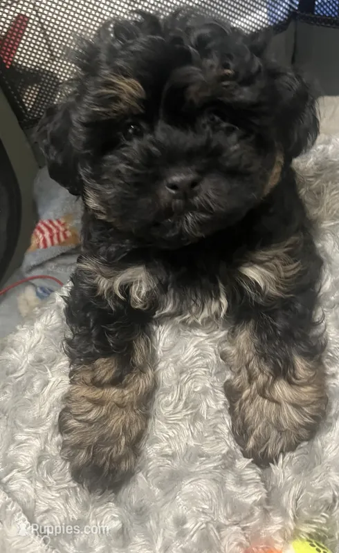 Kobe – Pomeranian, Shih Tzu puppy for sale in Highland, IN