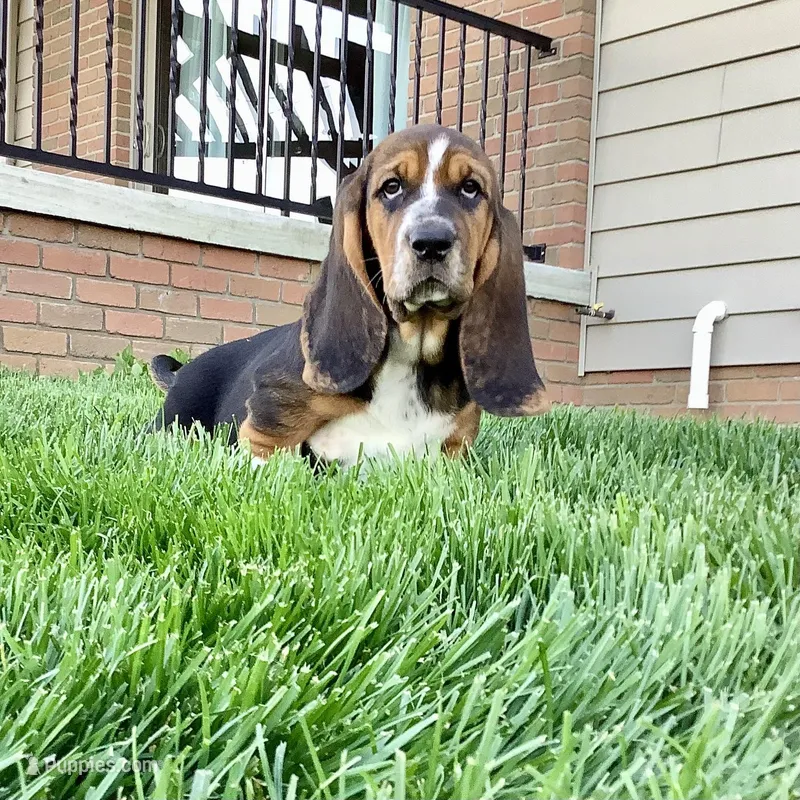 Penelope – Basset Hound puppy for sale in Dalton, OH