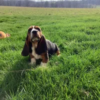 Penelope, a female Basset Hound for sale in Dalton, OH – Photo 6 of 6