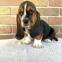 Penelope, a female Basset Hound for sale in Dalton, OH – Photo 5 of 6