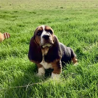 Penelope, a female Basset Hound for sale in Dalton, OH – Photo 2 of 6