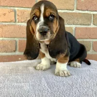 Penelope, a female Basset Hound for sale in Dalton, OH – Photo 1 of 6