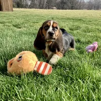 Penelope, a female Basset Hound for sale in Dalton, OH – Photo 4 of 6