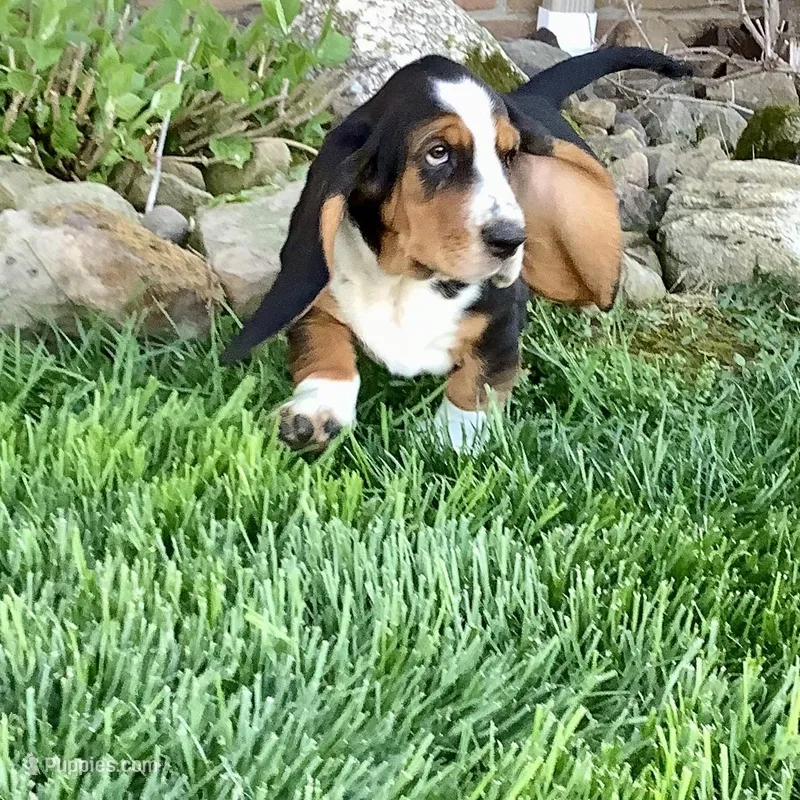 Bella – Basset Hound puppy for sale in Dalton, OH