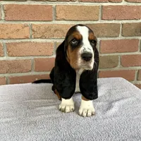 Bella, a female Basset Hound for sale in Dalton, OH – Photo 3 of 5