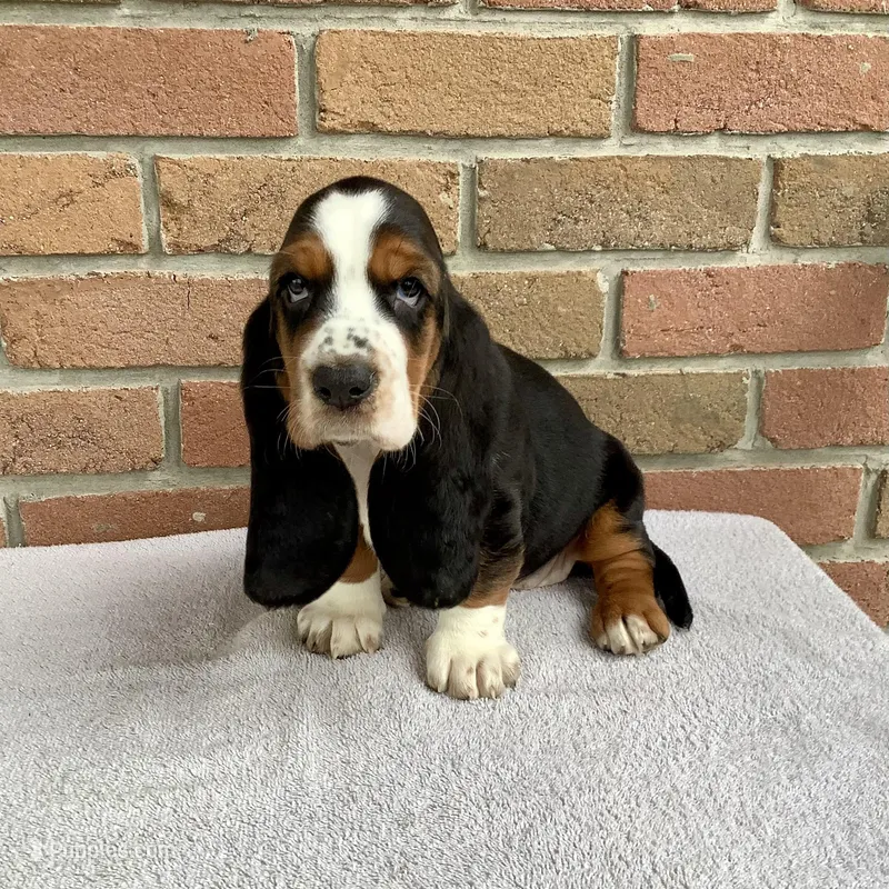 Bella – Basset Hound puppy for sale in Dalton, OH