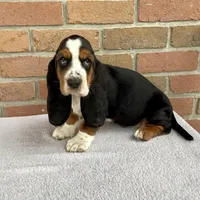 Bella, a female Basset Hound for sale in Dalton, OH – Photo 2 of 5