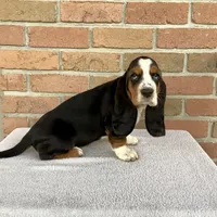 Bella, a female Basset Hound for sale in Dalton, OH – Photo 4 of 5