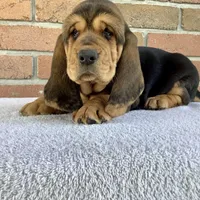 Ralfie, a female Basset Hound for sale in Dalton, OH – Photo 4 of 7