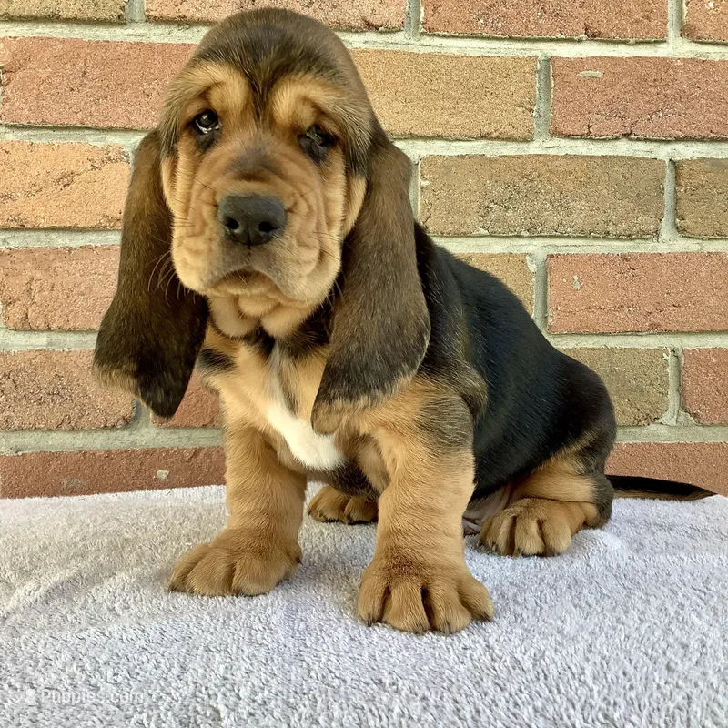 Ralfie – Basset Hound puppy for sale in Dalton, OH
