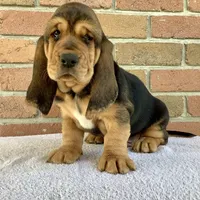 Ralfie, a female Basset Hound for sale in Dalton, OH – Photo 3 of 7