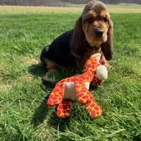 Ralfie, a female Basset Hound for sale in Dalton, OH – Photo 5 of 7