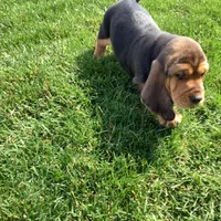 Ralfie, a female Basset Hound for sale in Dalton, OH – Photo 6 of 7