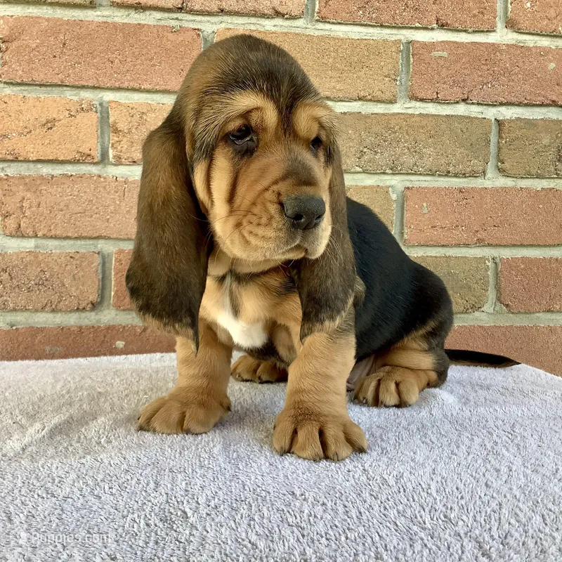 Ralfie – Basset Hound puppy for sale in Dalton, OH