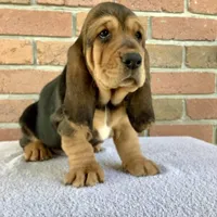 Ralfie, a female Basset Hound for sale in Dalton, OH – Photo 2 of 7