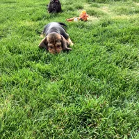 Ralfie, a female Basset Hound for sale in Dalton, OH – Photo 7 of 7