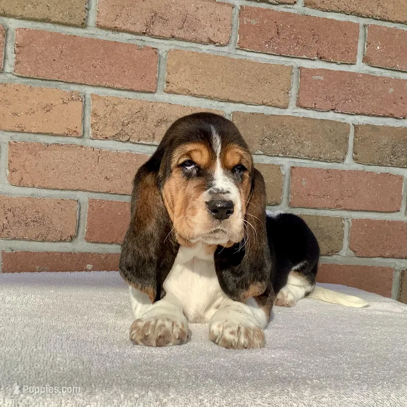 Mia – Basset Hound puppy for sale in Dalton, OH