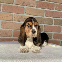 Mia, a female Basset Hound for sale in Dalton, OH – Photo 1 of 8