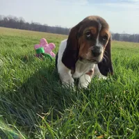 Mia, a female Basset Hound for sale in Dalton, OH – Photo 3 of 8