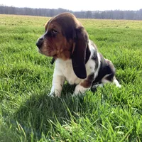 Mia, a female Basset Hound for sale in Dalton, OH – Photo 6 of 8