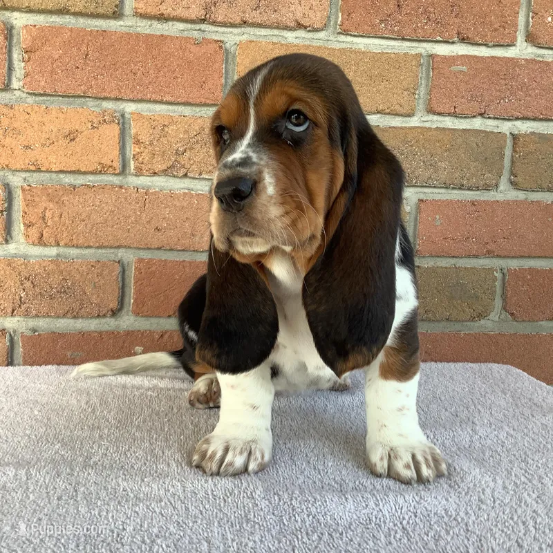 Mia – Basset Hound puppy for sale in Dalton, OH