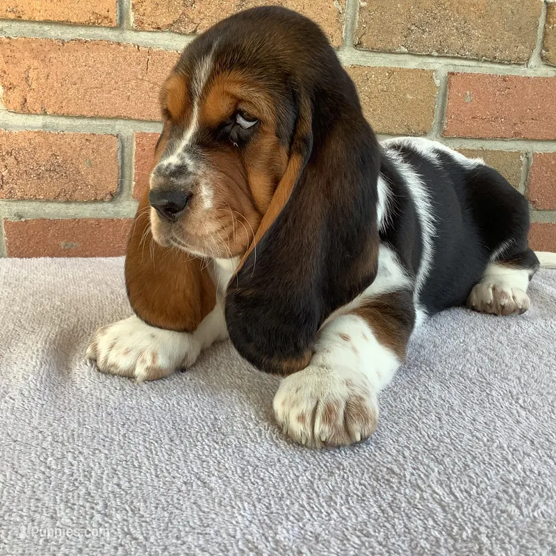 Mia – Basset Hound puppy for sale in Dalton, OH