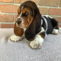 Mia, a female Basset Hound for sale in Dalton, OH – Photo 7 of 8