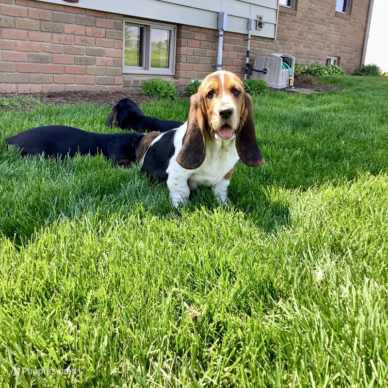 Mia – Basset Hound puppy for sale in Dalton, OH