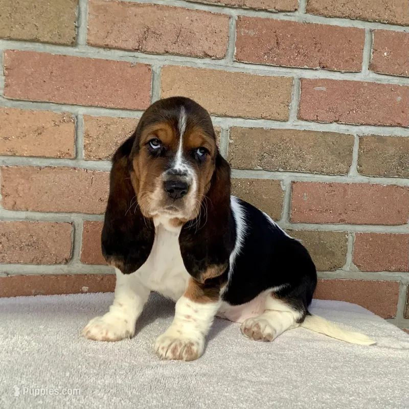 Mia – Basset Hound puppy for sale in Dalton, OH