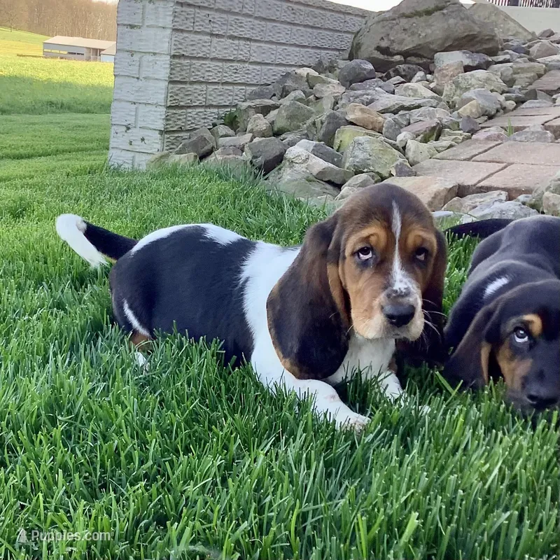 Mia – Basset Hound puppy for sale in Dalton, OH