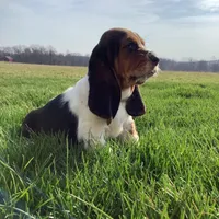 Mia, a female Basset Hound for sale in Dalton, OH – Photo 5 of 8