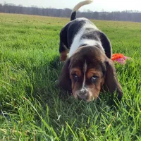 Mia, a female Basset Hound for sale in Dalton, OH – Photo 4 of 8