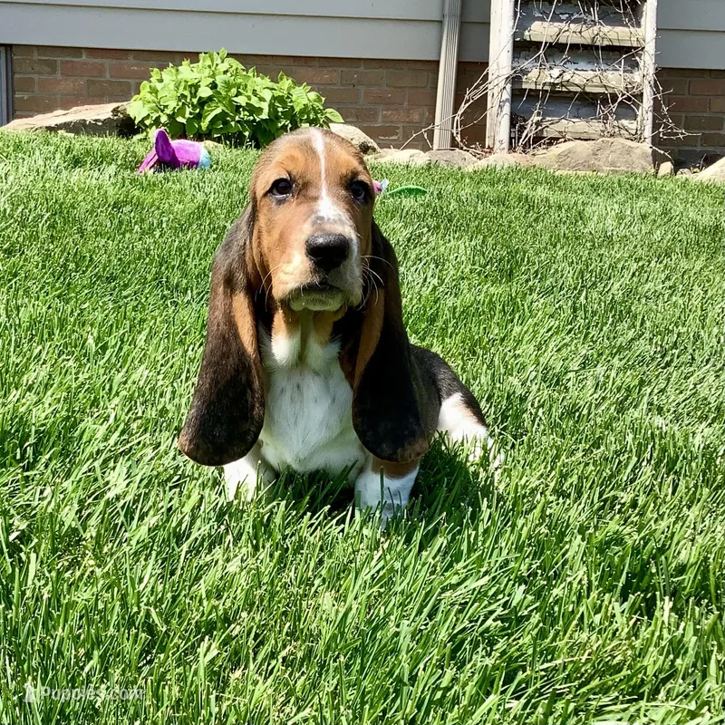 Mia – Basset Hound puppy for sale in Dalton, OH