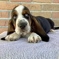 Chuck, a female Basset Hound for sale in Dalton, OH – Photo 3 of 7