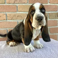 Chuck, a female Basset Hound for sale in Dalton, OH – Photo 1 of 7