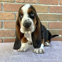 Chuck, a female Basset Hound for sale in Dalton, OH – Photo 5 of 7