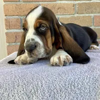 Chuck, a female Basset Hound for sale in Dalton, OH – Photo 4 of 7