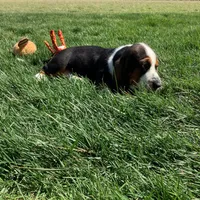 Chuck, a female Basset Hound for sale in Dalton, OH – Photo 6 of 7